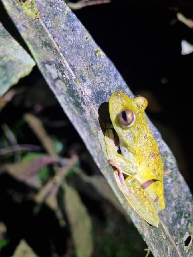 Tortuguero Villas Bagian luar foto
