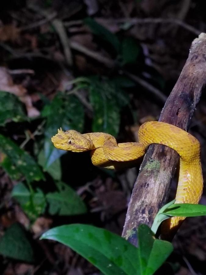 Tortuguero Villas Bagian luar foto