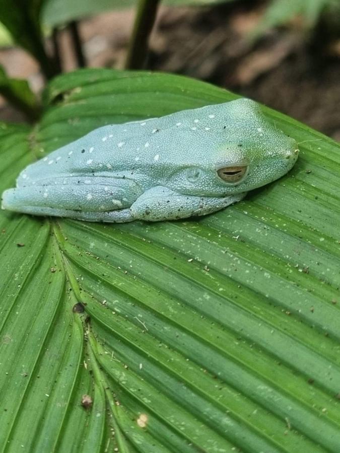 Tortuguero Villas Bagian luar foto