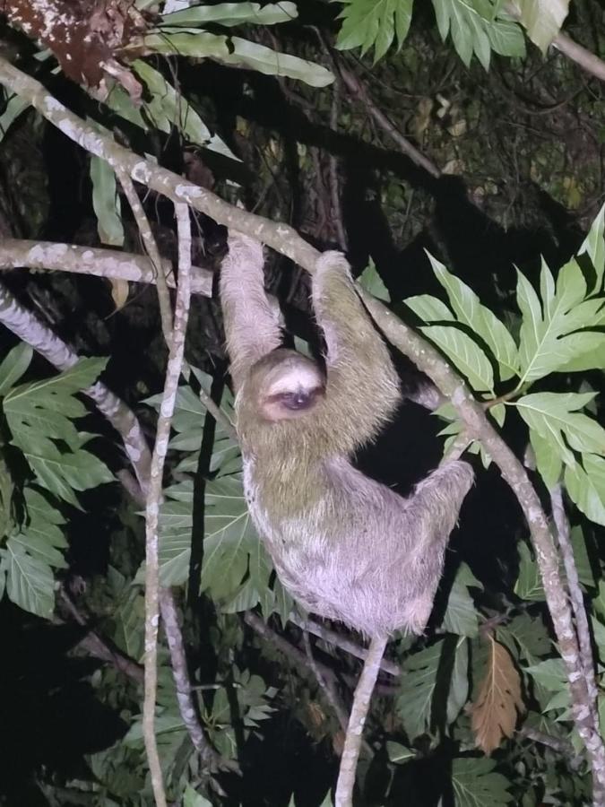 Tortuguero Villas Bagian luar foto