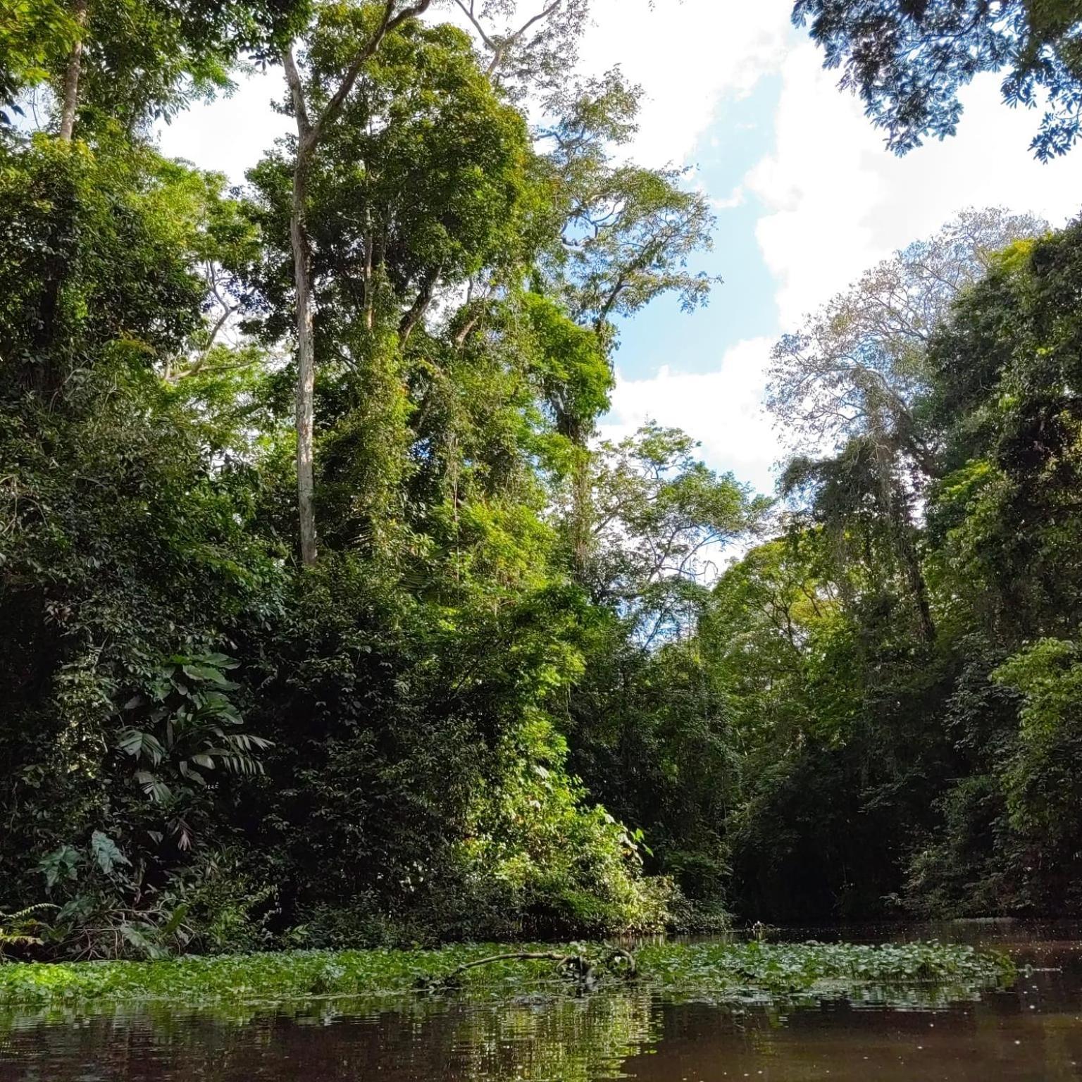 Tortuguero Villas Bagian luar foto